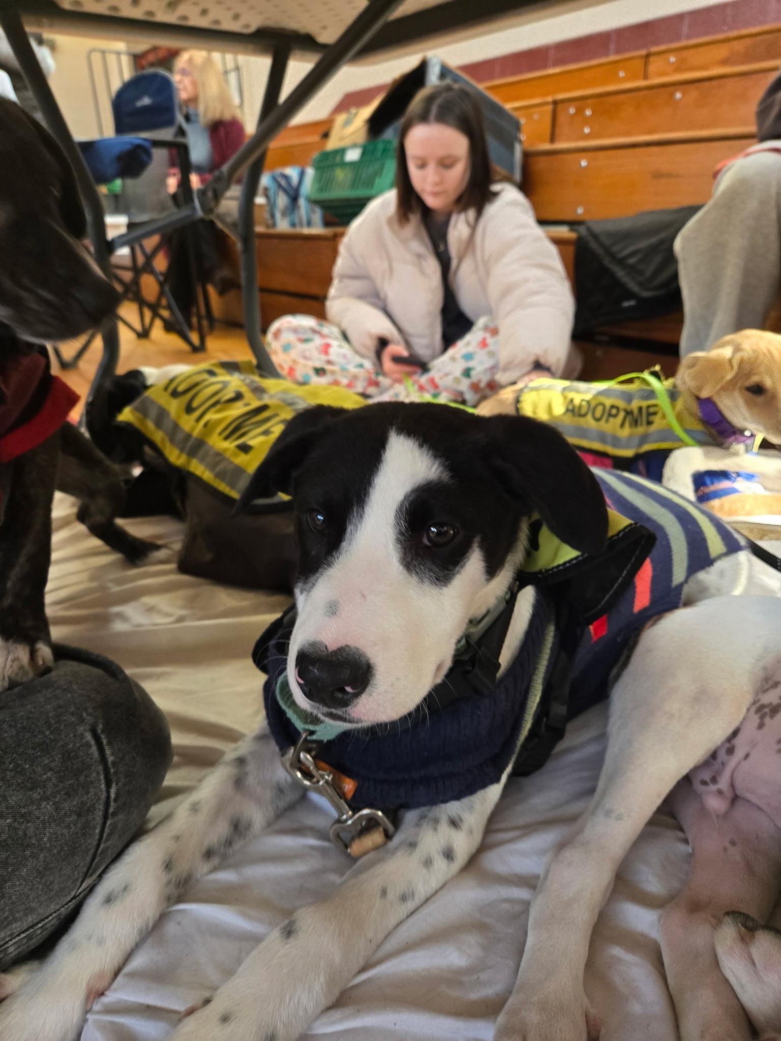 Nate, a Adoptable mixed breed image 3/6