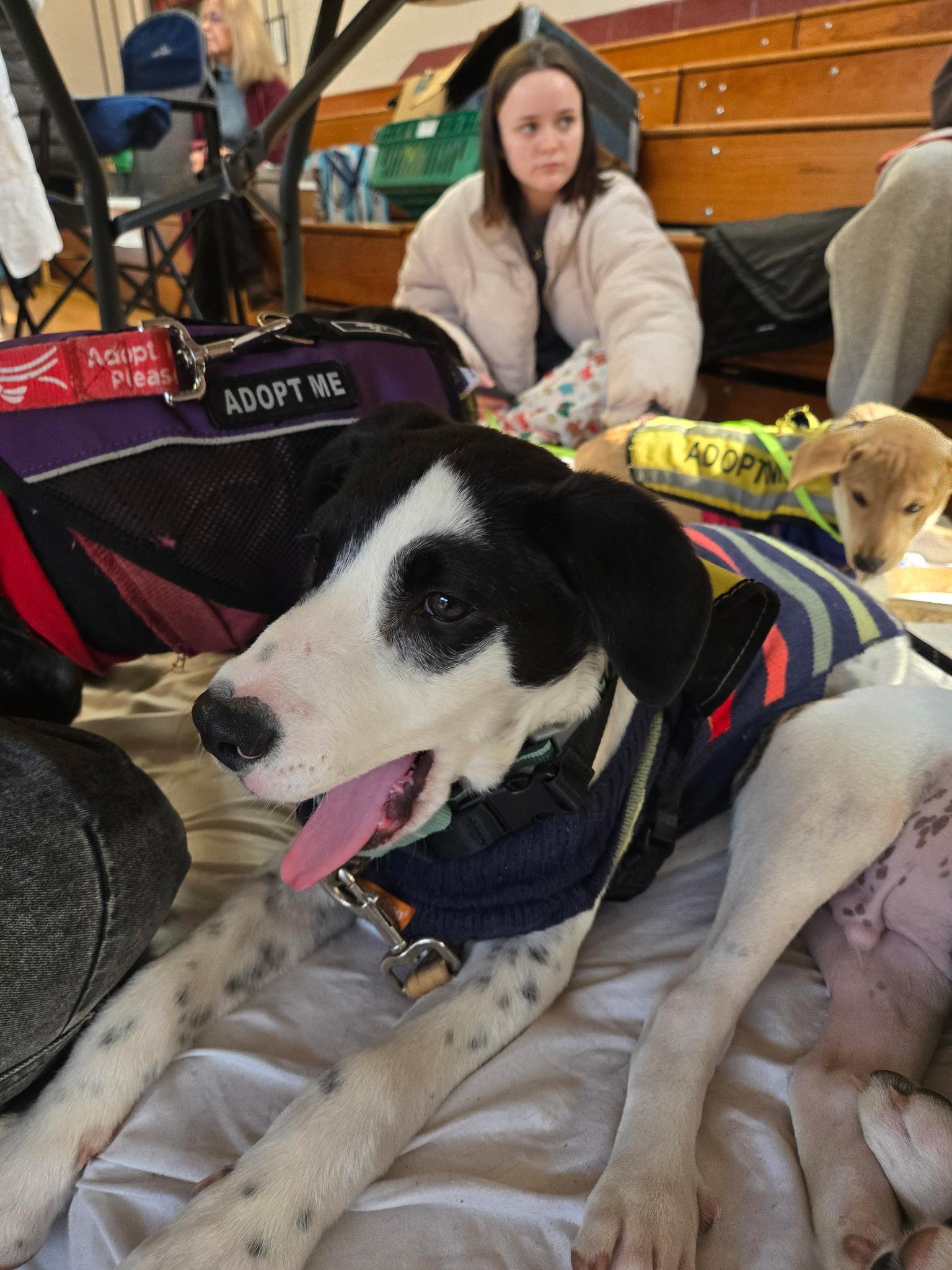 Nate, a Adoptable mixed breed image 4/6