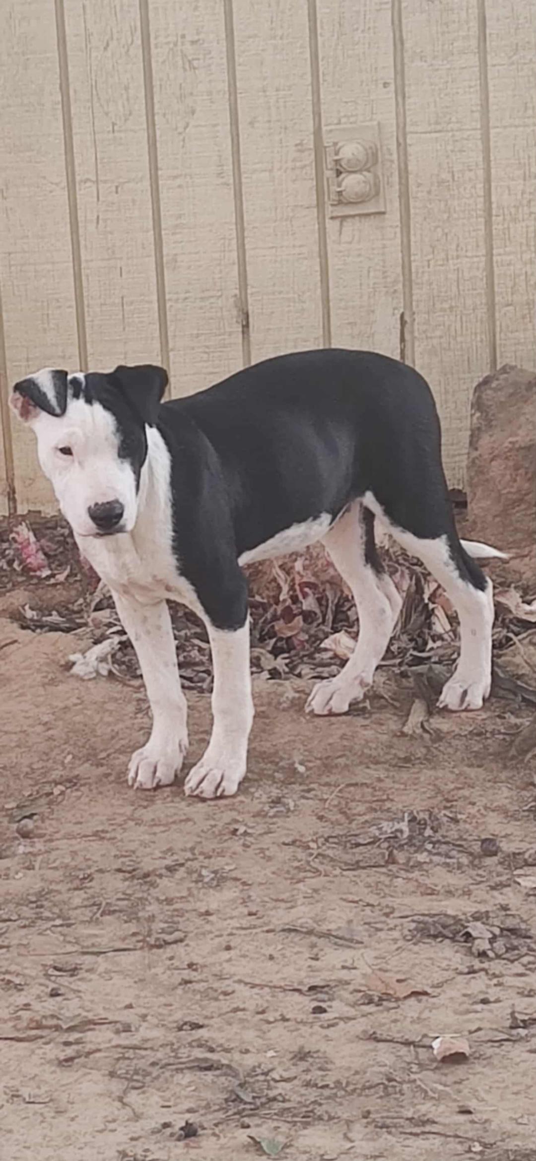 Nate, a Adoptable mixed breed image 5/6
