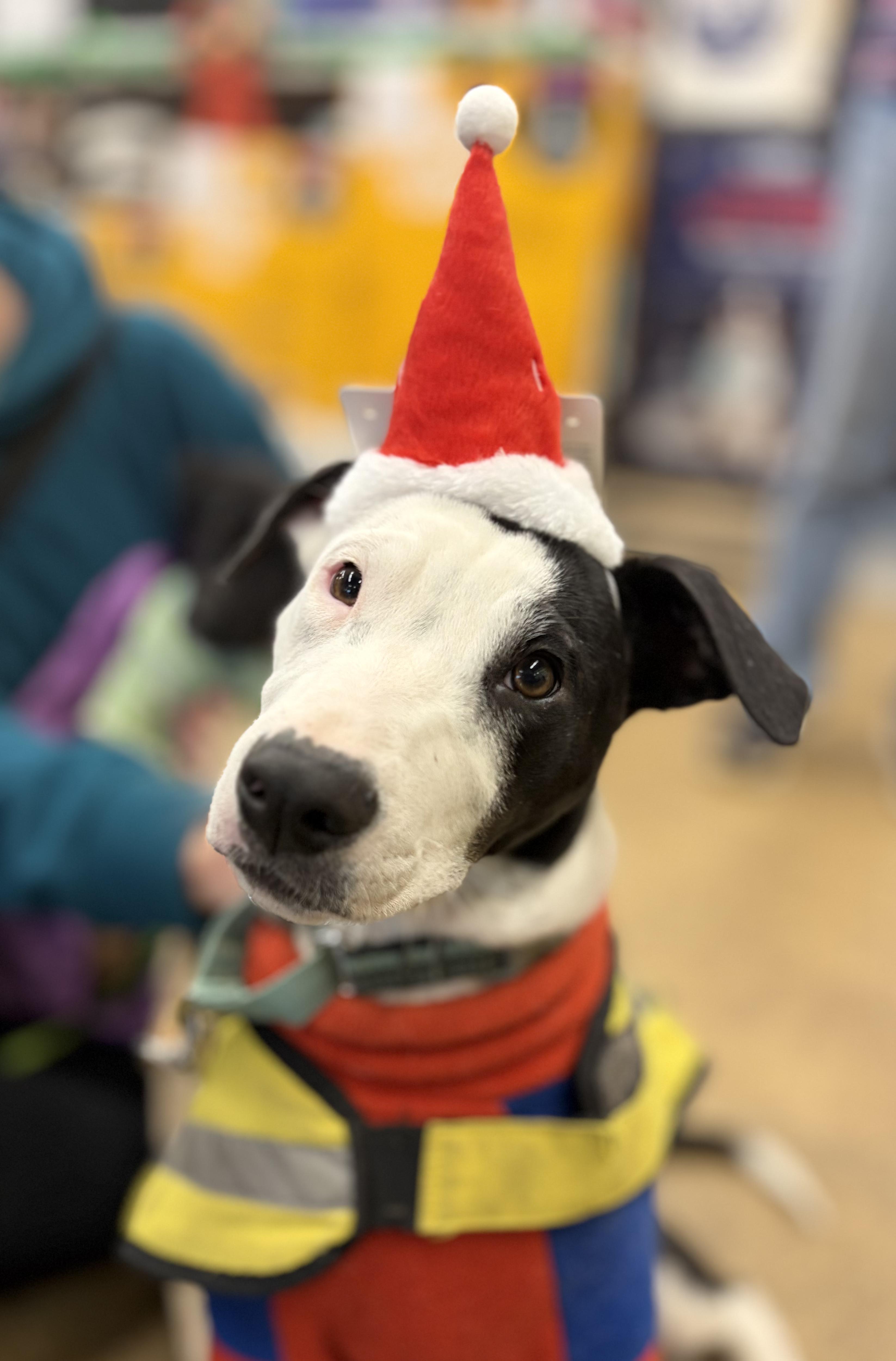 Nate, Adoptable, Puppy Male Hound.