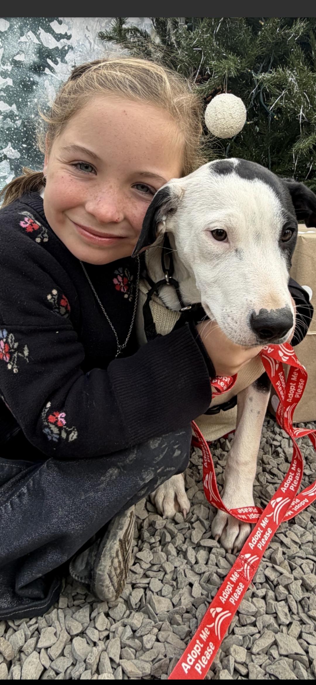 Enlarge Nate, a Adoptable mixed breed in New York, NY image 4/6