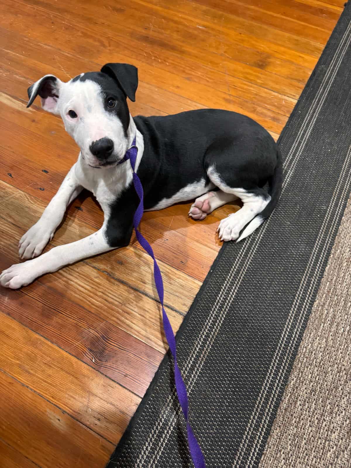 Nate, a Adoptable mixed breed image 6/6