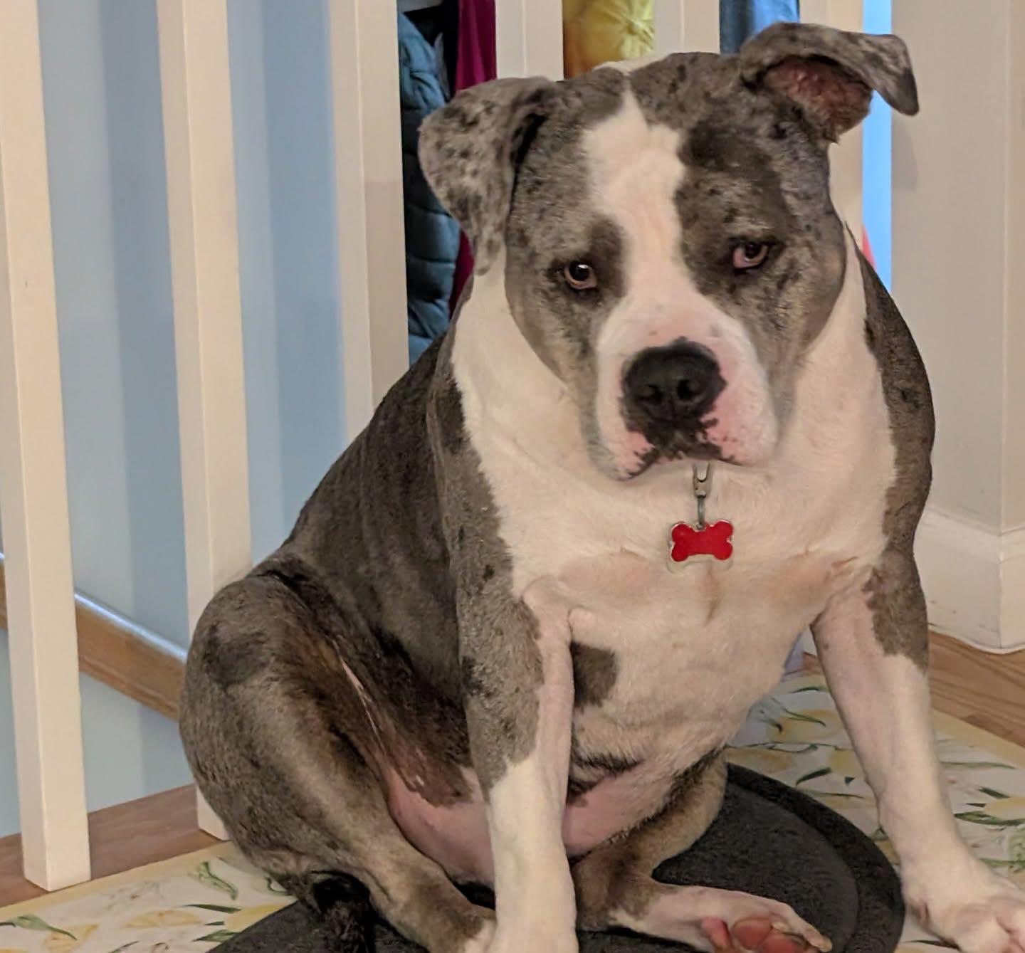 Stone, a ADOPTABLE American Bully in Salem, NH image 6/6
