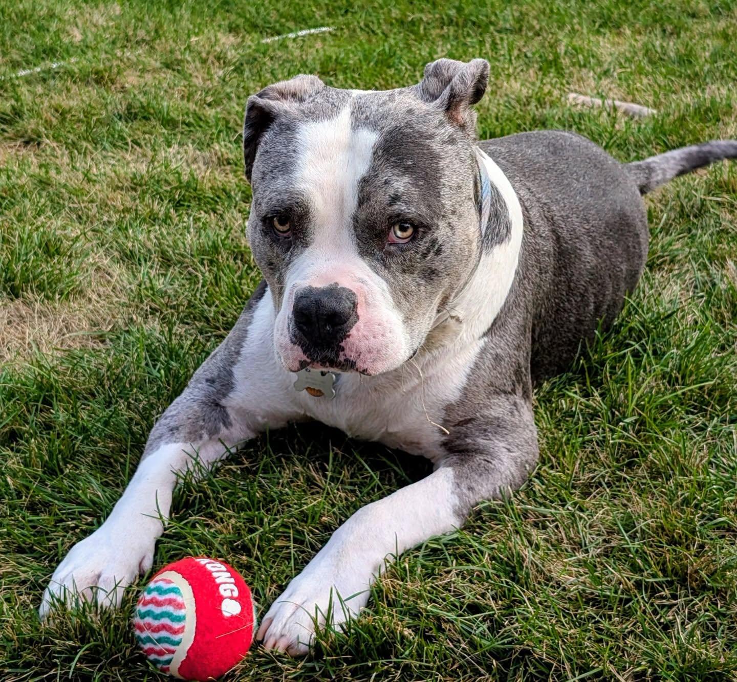 Stone, ADOPTABLE, Adult Male American Bully.