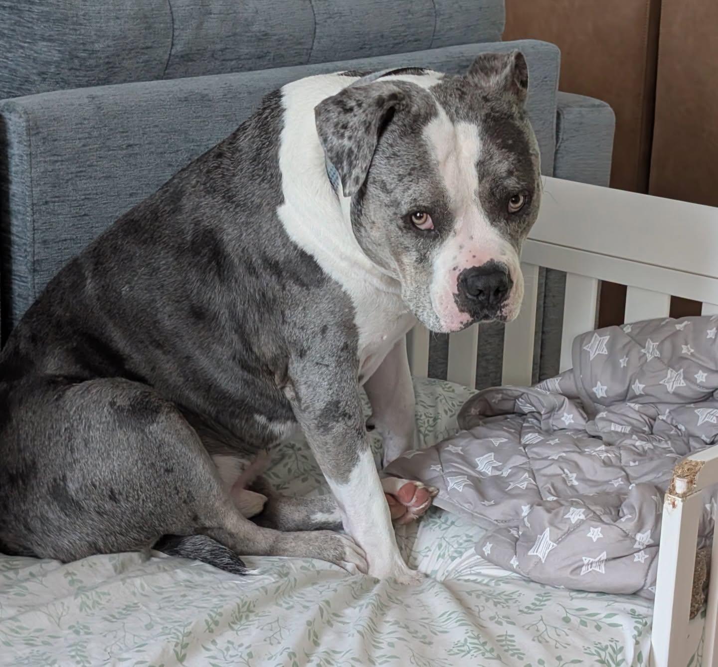 Stone, a ADOPTABLE American Bully in Salem, NH image 3/6