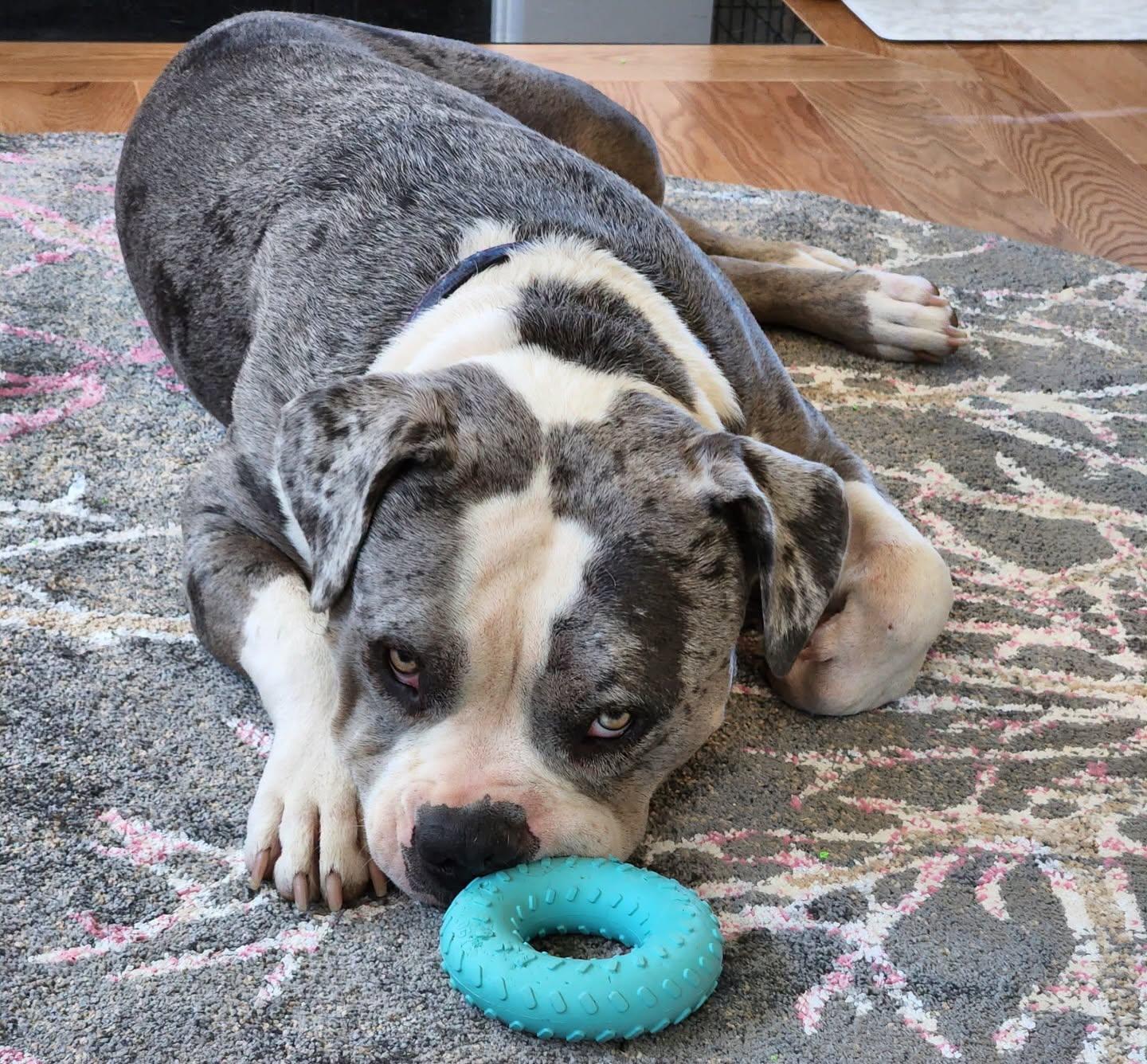 Stone, a ADOPTABLE American Bully in Salem, NH image 2/6