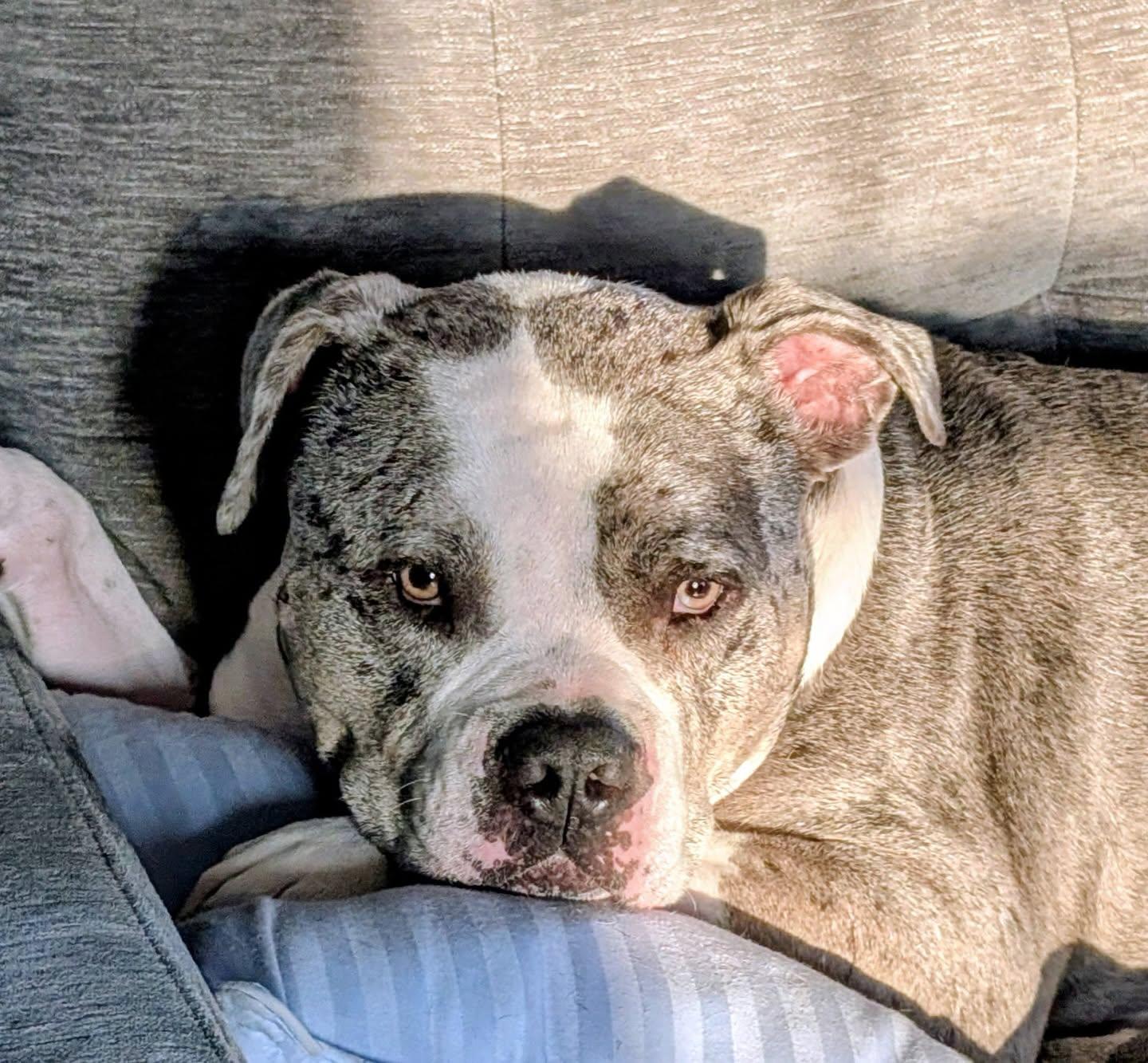 Stone, a ADOPTABLE American Bully in Salem, NH image 5/6