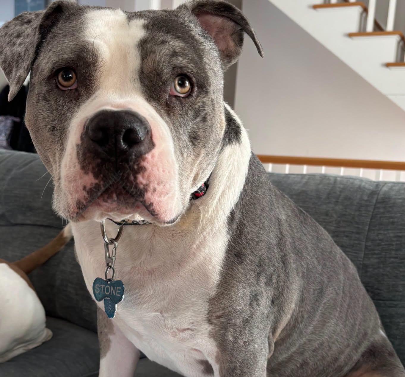 Stone, a ADOPTABLE American Bully in Salem, NH image 4/6