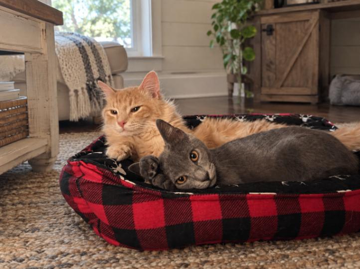 Enlarge Rosie, a Adoptable Domestic Short Hair in Colmar, PA image 1/6