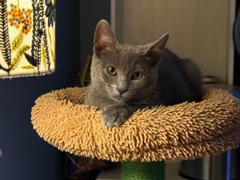 Enlarge Rosie, a Adoptable Domestic Short Hair in Colmar, PA image 2/6