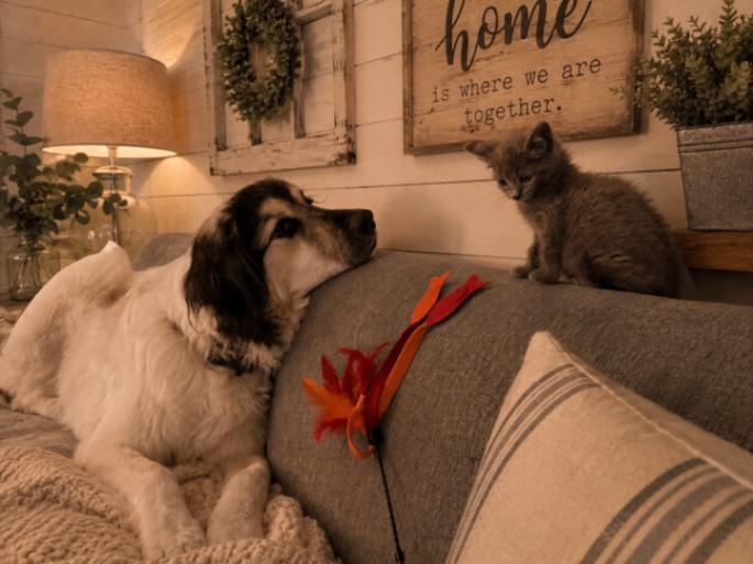 Enlarge Rosie, a Adoptable Domestic Short Hair in Colmar, PA image 3/6