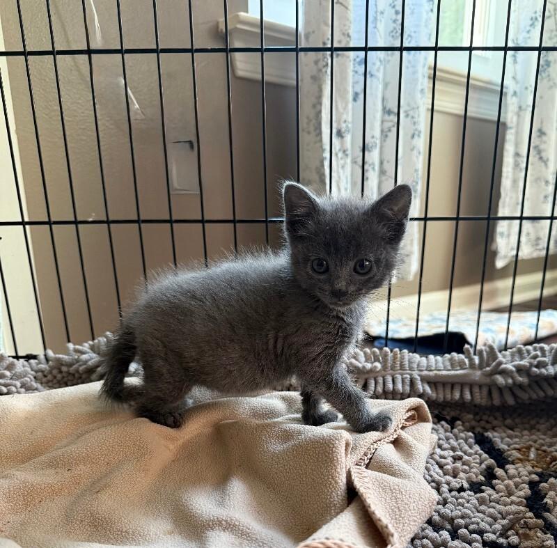 Enlarge Rosie, a Adoptable Domestic Short Hair in Colmar, PA image 6/6