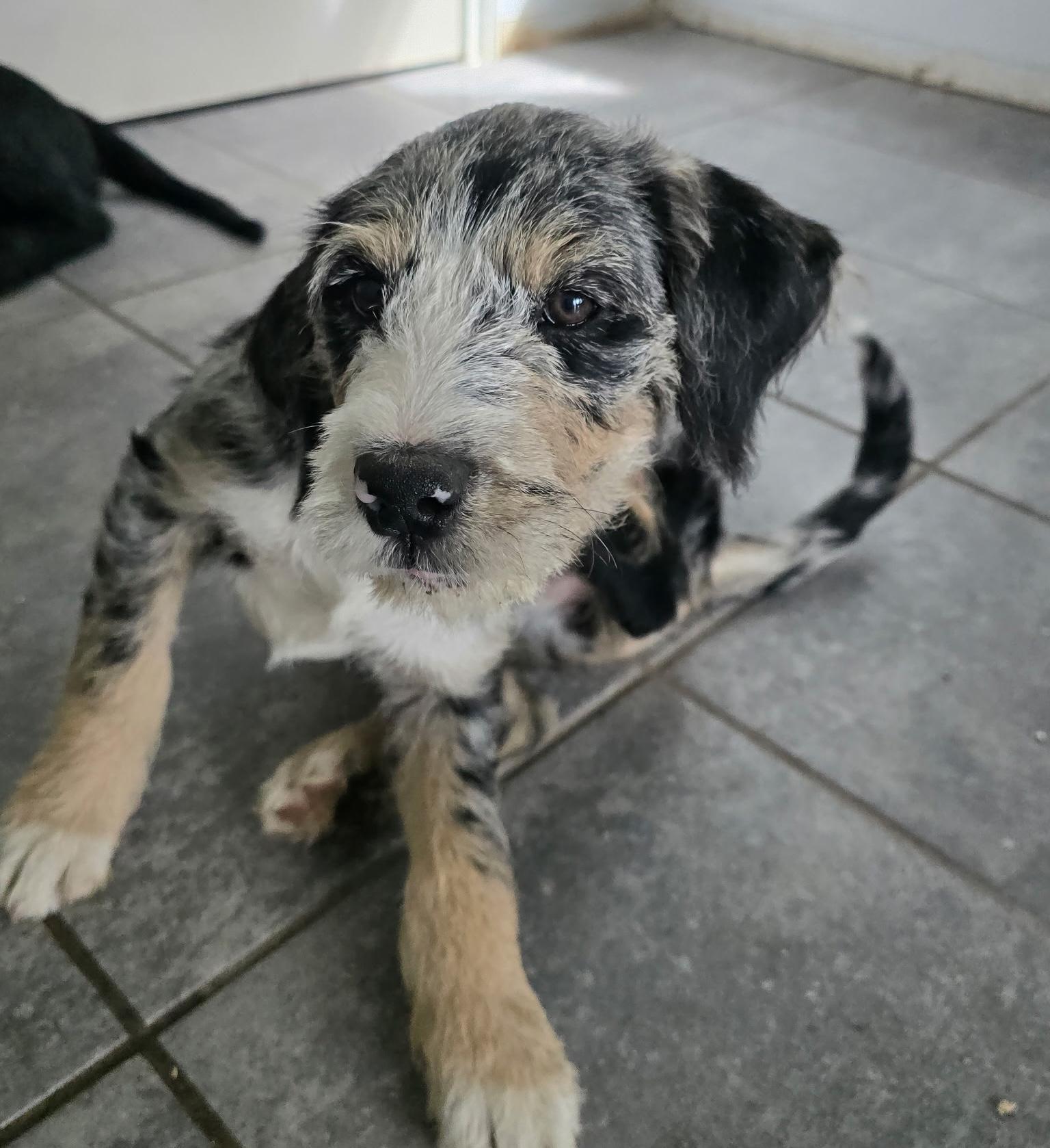 Enlarge Lavender, a Adoptable mixed breed in Rochester, NY image 2/6