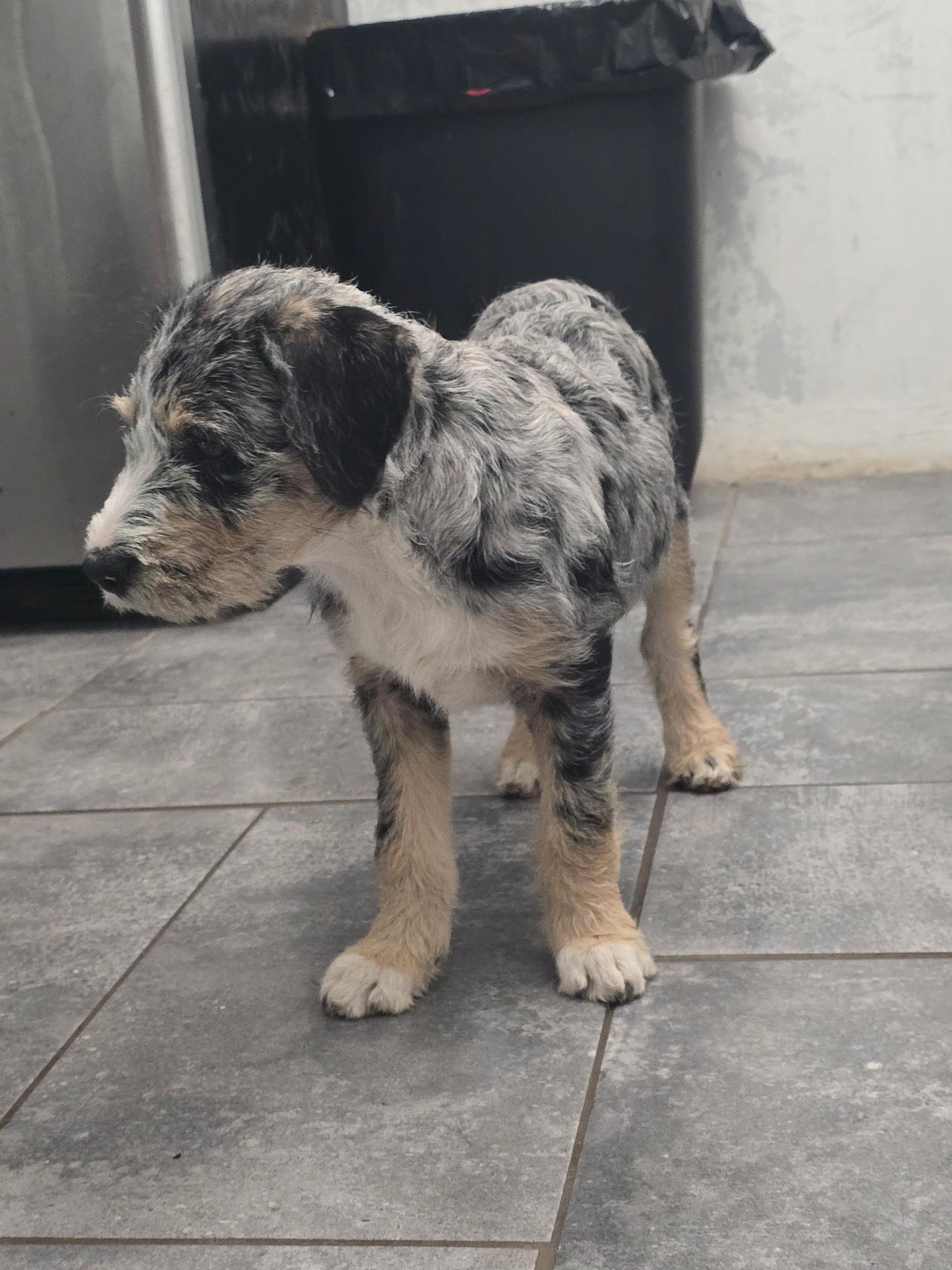 Enlarge Lavender, a Adoptable mixed breed in Rochester, NY image 3/6