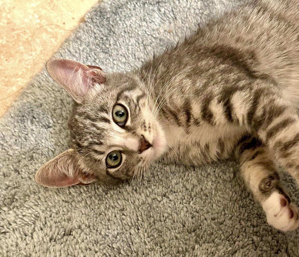 Astrid, Adoptable, Kitten Female Domestic Short Hair & Tabby.