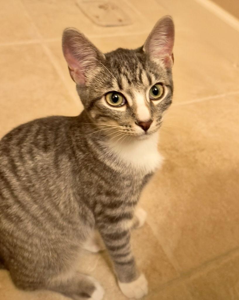 Enlarge Astrid, a Adoptable mixed breed in Campbell, CA image 2/3