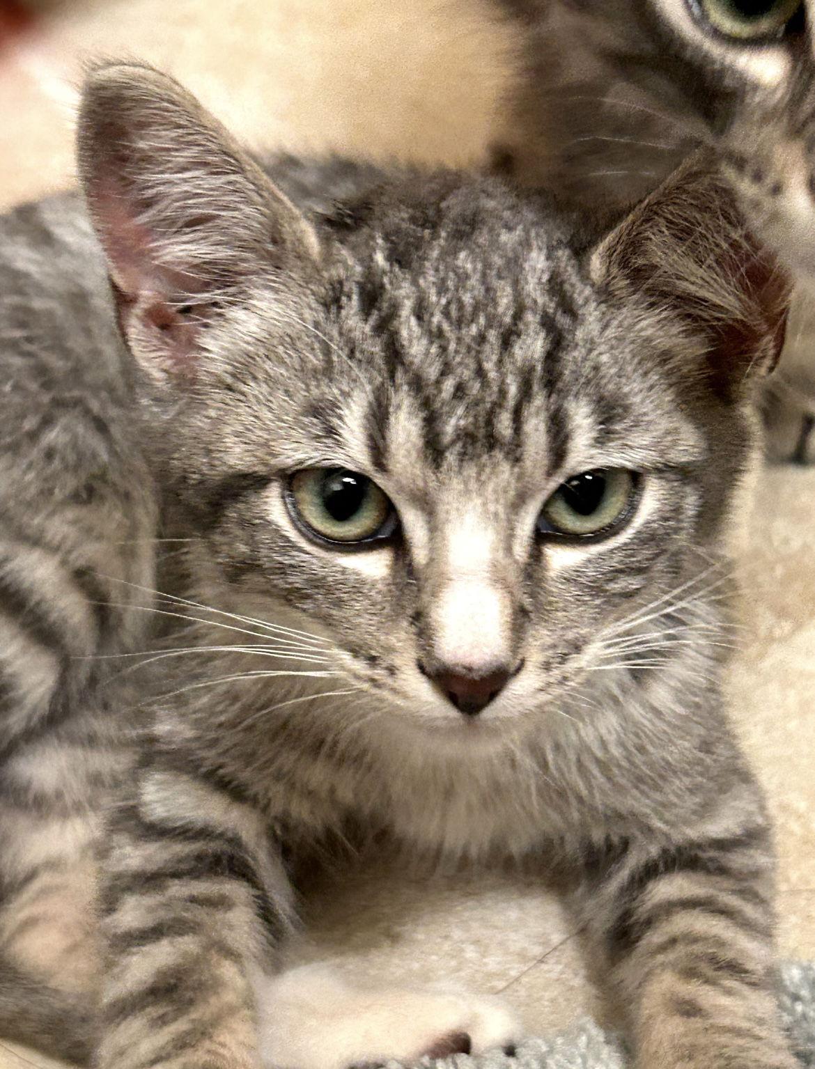 Enlarge Astrid, a Adoptable mixed breed in Campbell, CA image 3/3