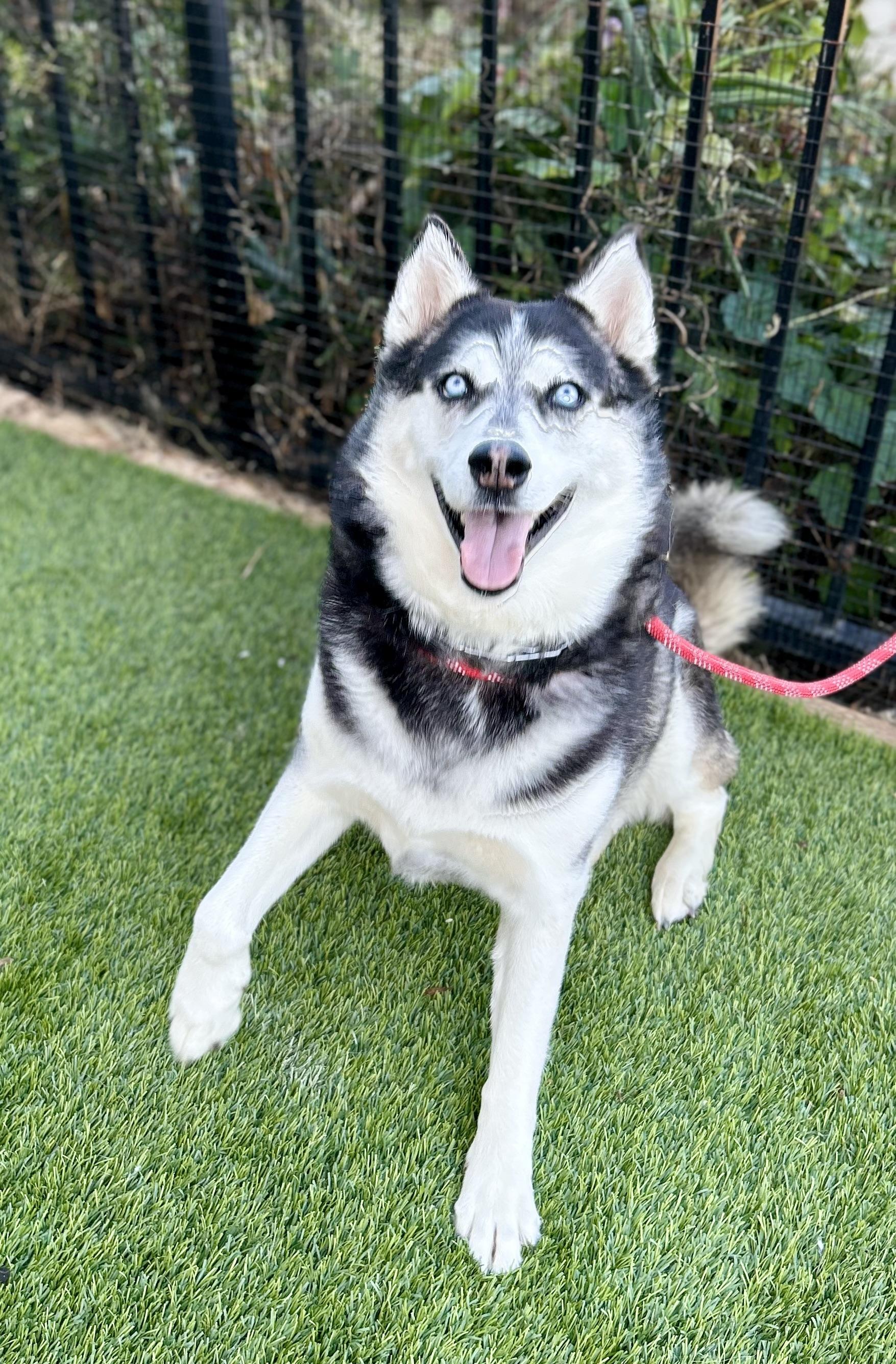 Enlarge Valerie, a ADOPTABLE Siberian Husky in North Hollywood, CA image 3/6