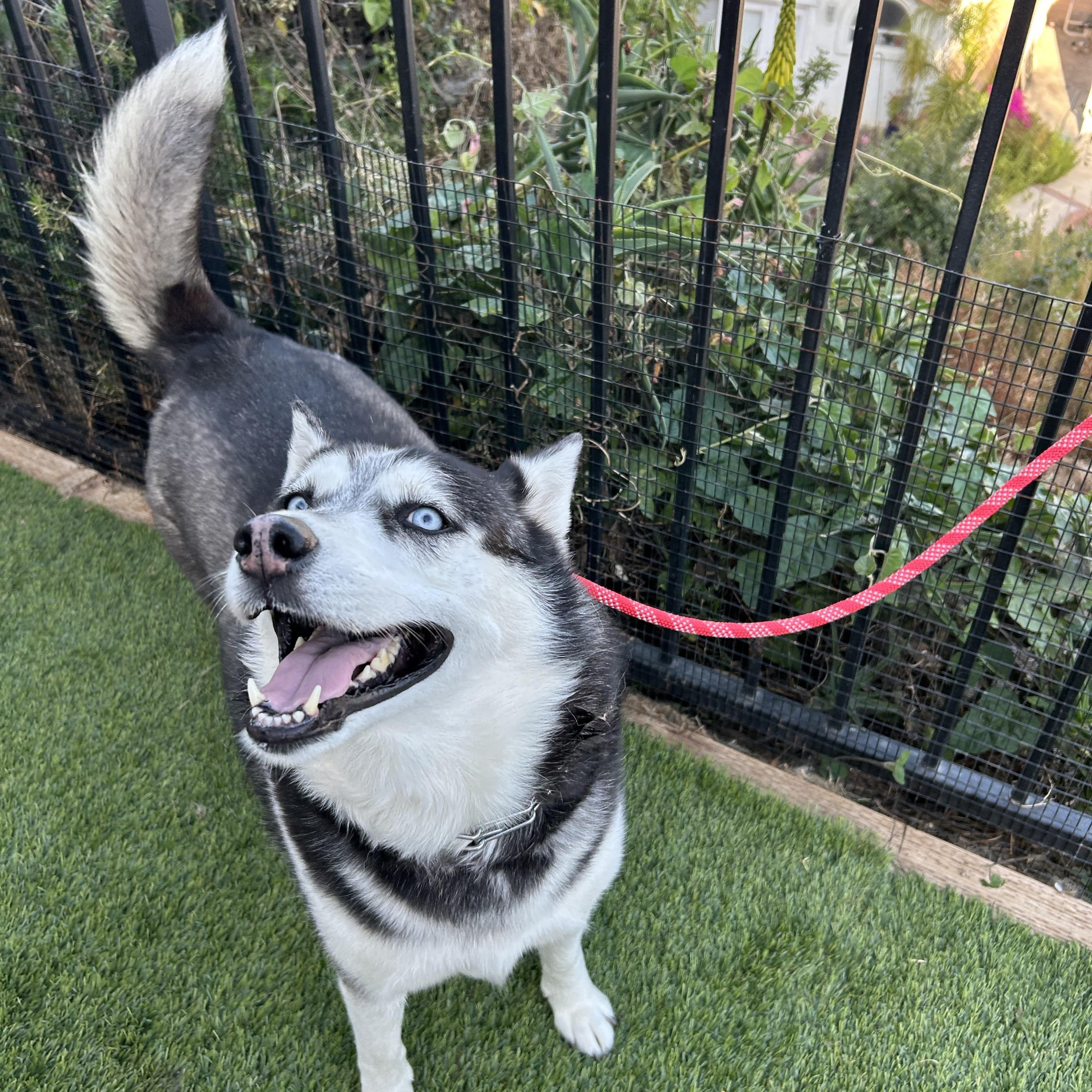 Enlarge Valerie, a ADOPTABLE Siberian Husky in North Hollywood, CA image 5/6