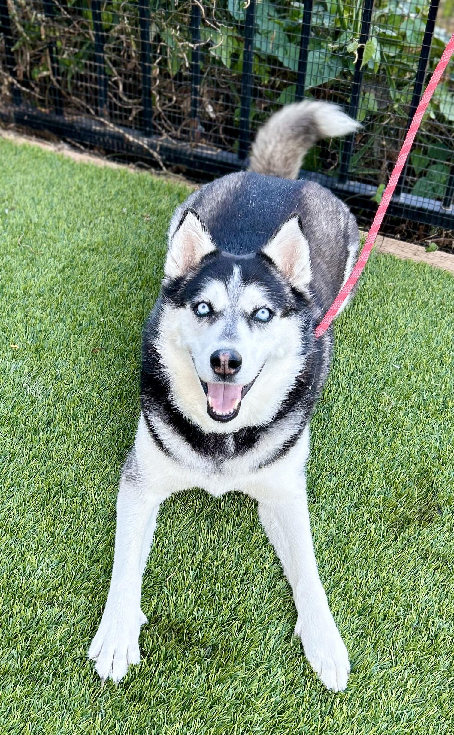 Valerie, ADOPTABLE, Adult Female Siberian Husky.