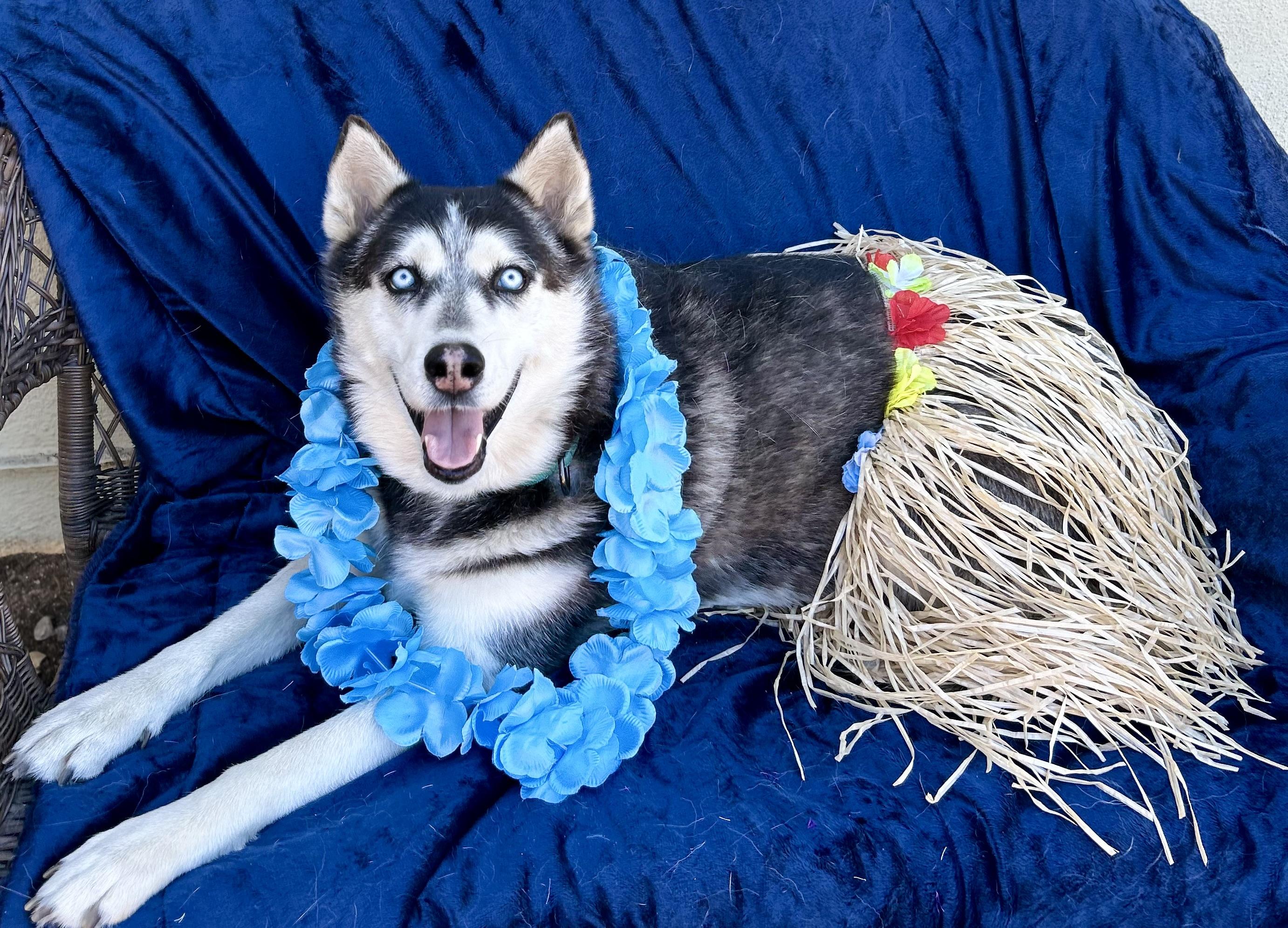 Enlarge Valerie, a ADOPTABLE Siberian Husky in North Hollywood, CA image 1/6