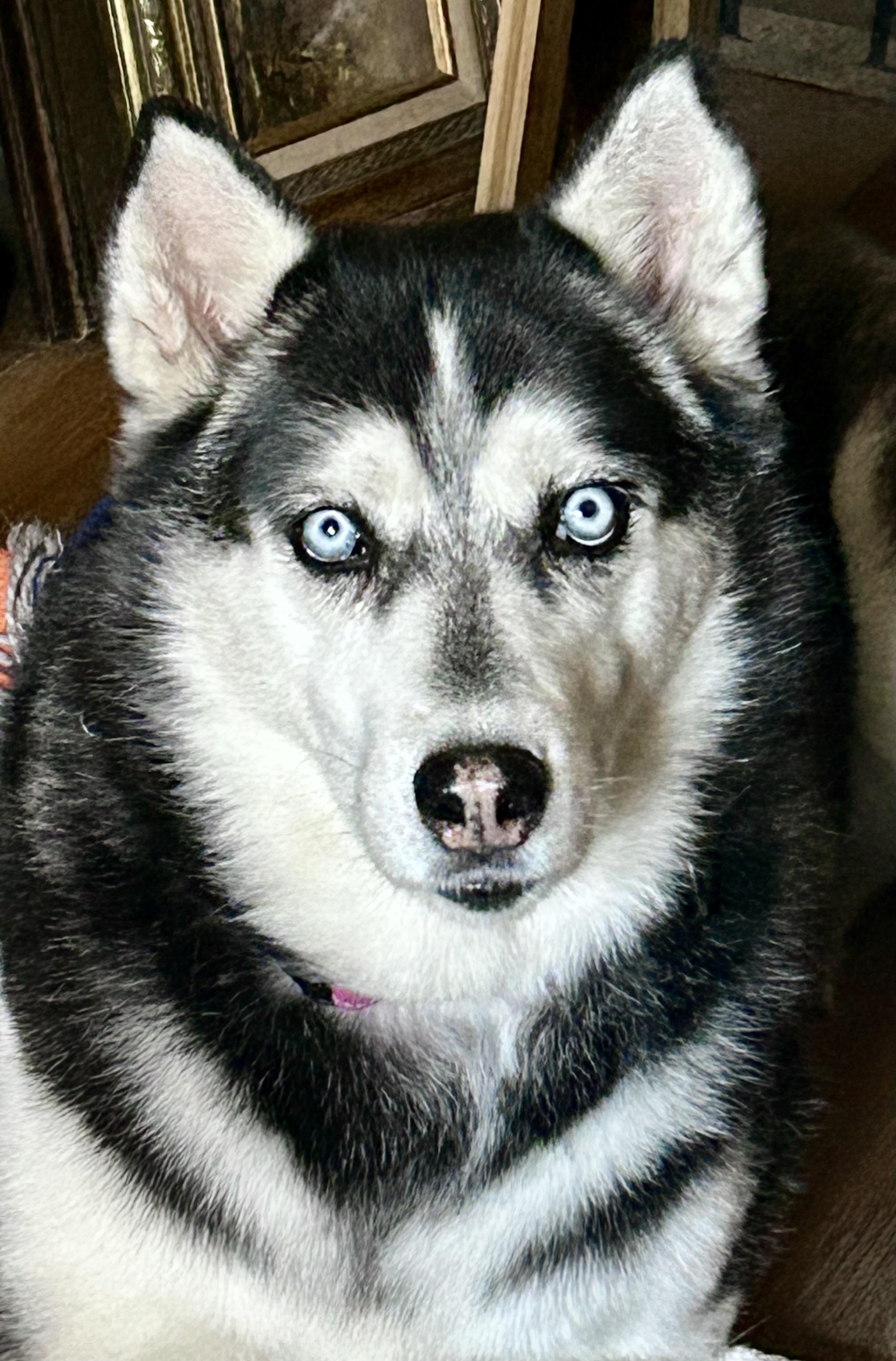 Enlarge Valerie, a ADOPTABLE Siberian Husky in North Hollywood, CA image 4/6