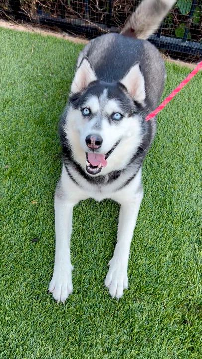 Enlarge Valerie, a ADOPTABLE Siberian Husky in North Hollywood, CA video 2/6