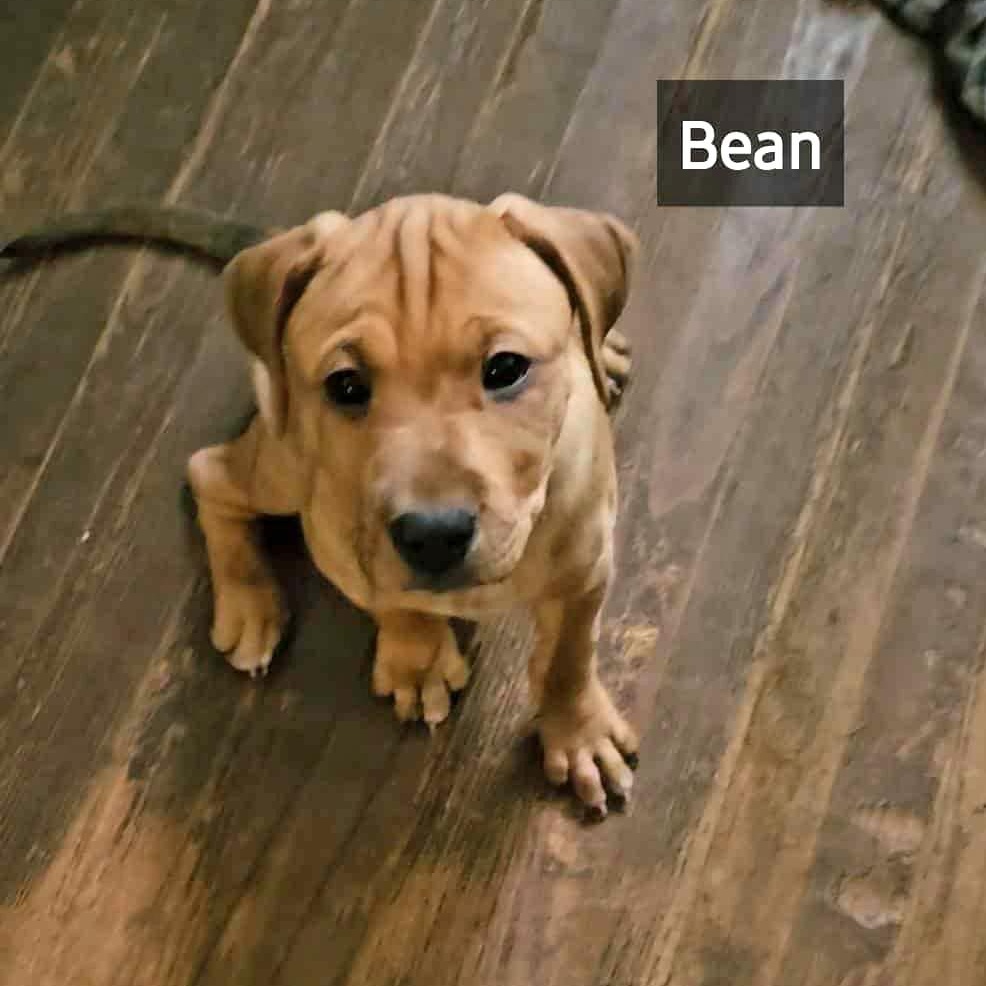 Bean