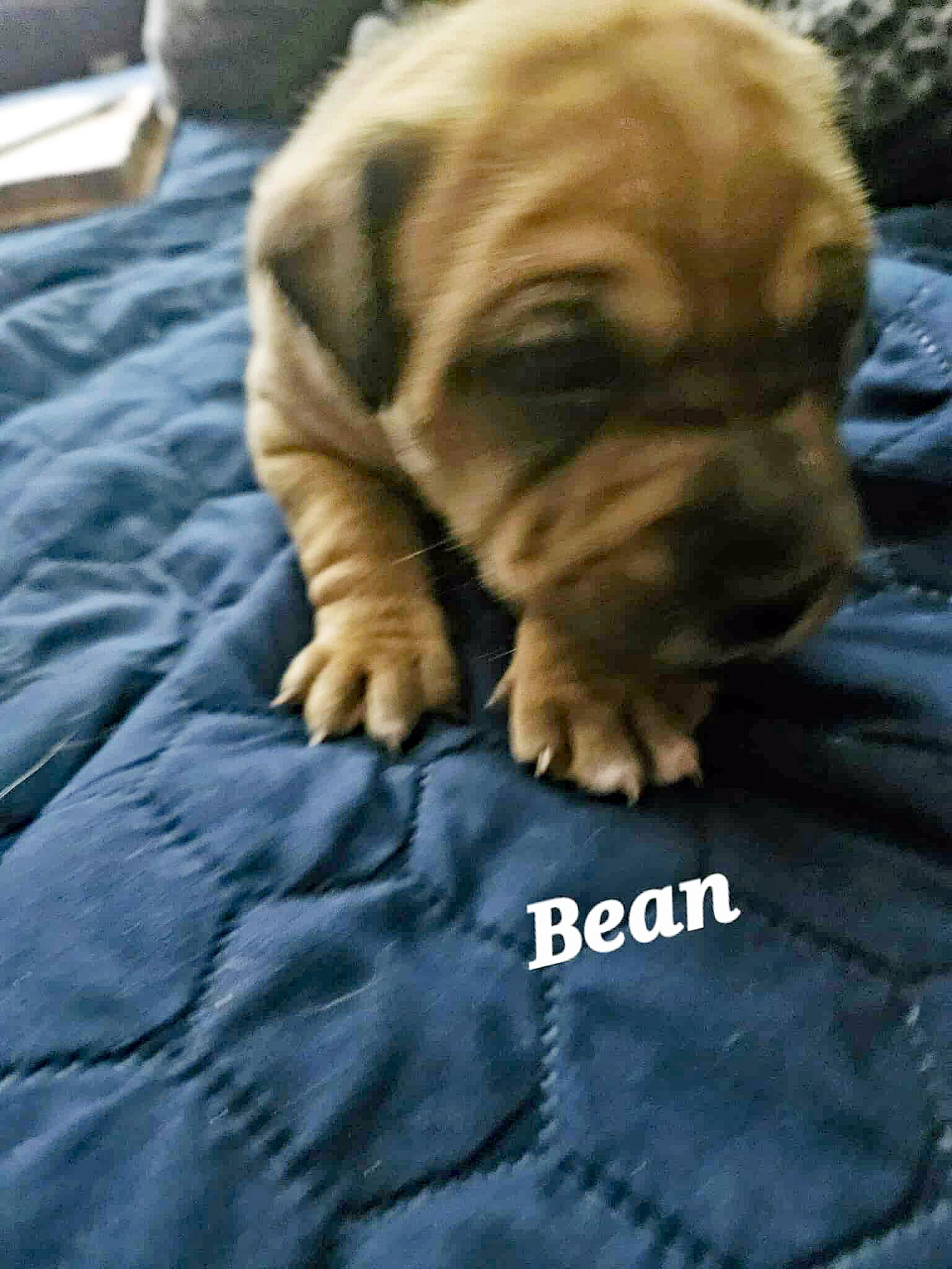 Bean
