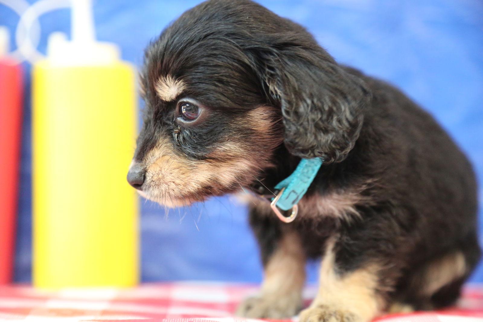 Link HotDog, Adopted, Puppy Male Chihuahua & Dachshund.