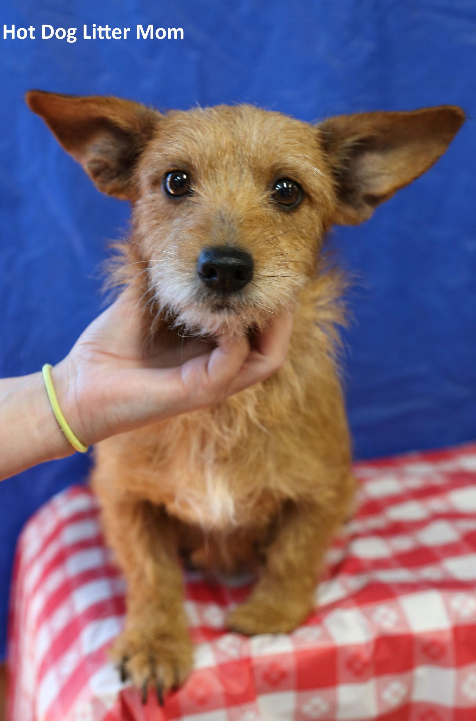 Enlarge Link HotDog, a Adopted mixed breed in Wakefield, RI image 2/3