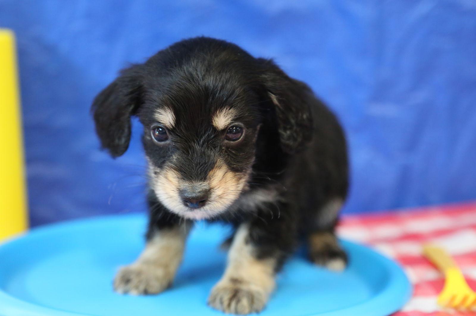 Enlarge Link HotDog, a Adopted mixed breed in Wakefield, RI image 3/3