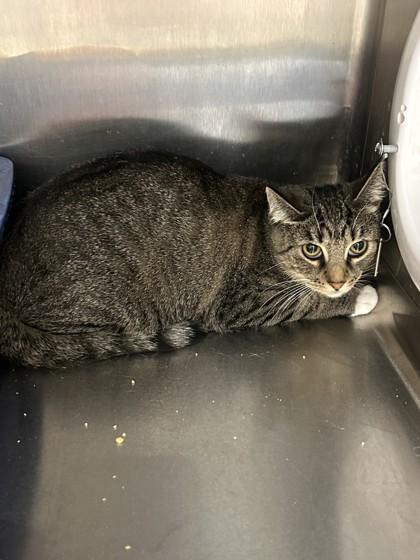 Enlarge Little Bit, a Adoptable Domestic Short Hair in Hamilton, MT image 2/2