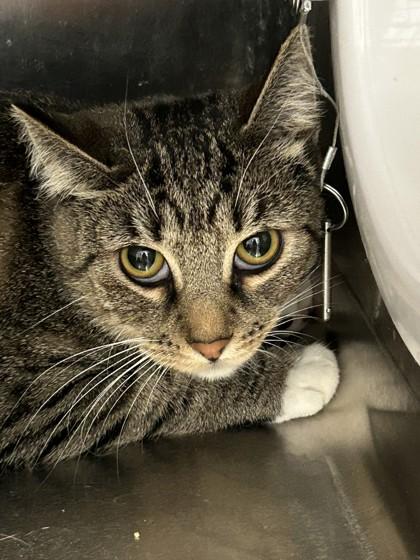 Enlarge Little Bit, a Adoptable Domestic Short Hair in Hamilton, MT image 1/2