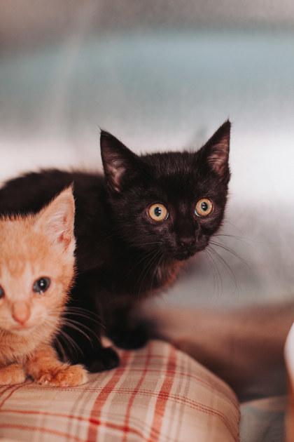 00749b Hummus, Adoptable, Young Female Domestic Short Hair & Domestic Short Hair.