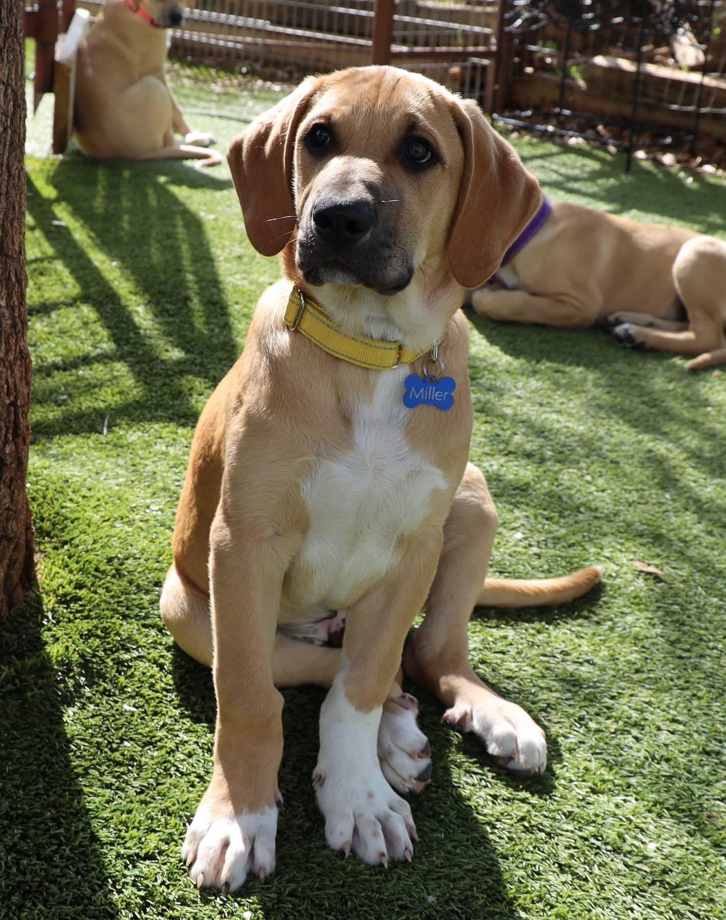 Enlarge Austin, a ADOPTABLE mixed breed in Southlake, TX image 3/6