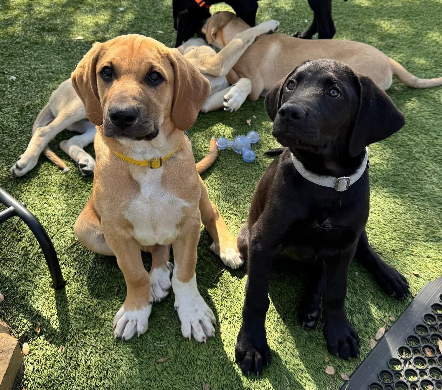 Enlarge Austin, a ADOPTABLE mixed breed in Southlake, TX image 6/6