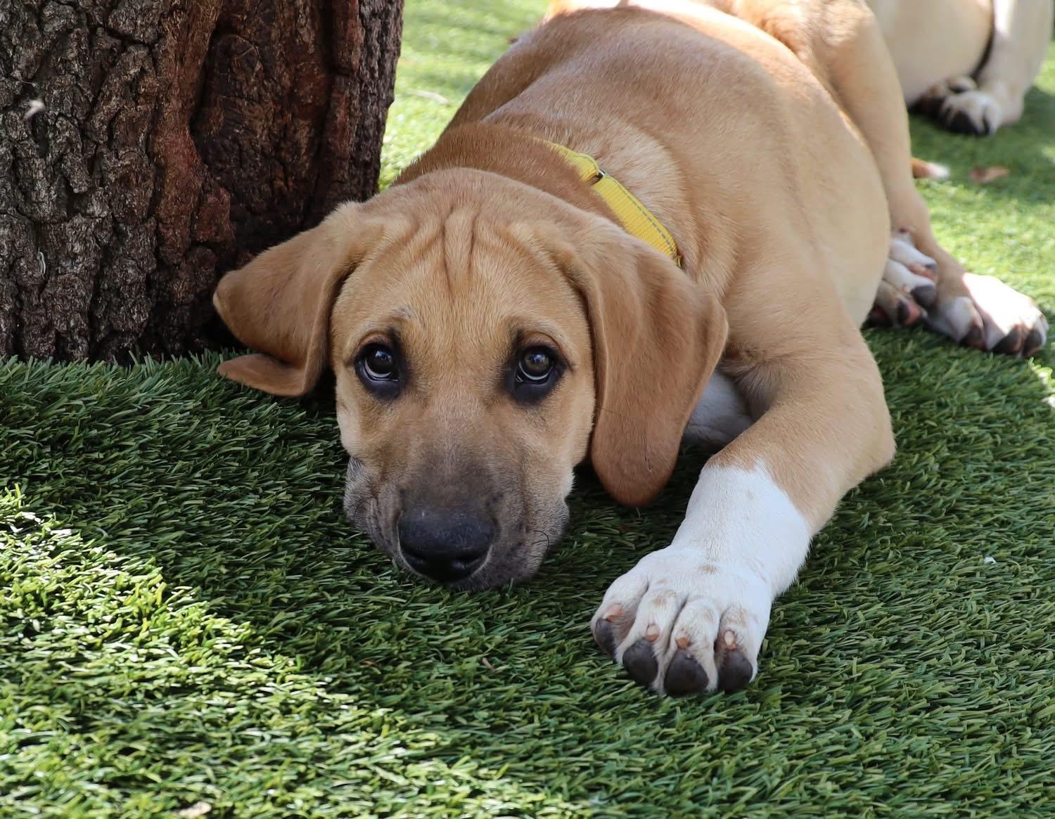 Enlarge Austin, a ADOPTABLE mixed breed in Southlake, TX image 2/6