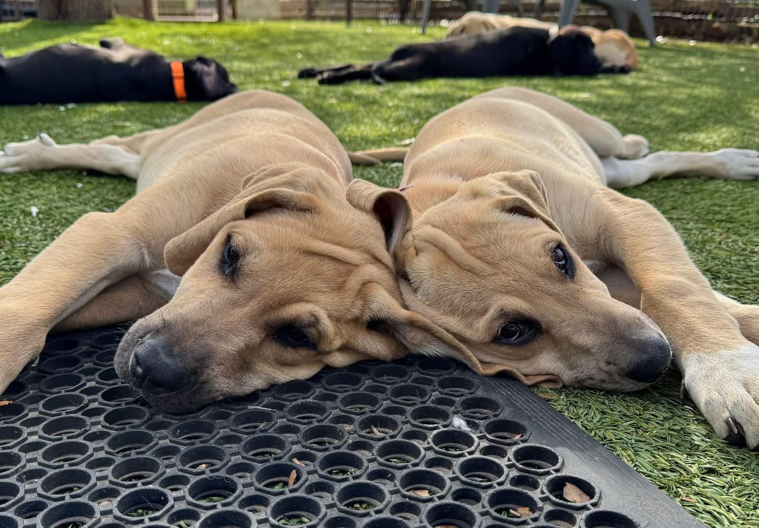 Enlarge Austin, a ADOPTABLE mixed breed in Southlake, TX image 5/6