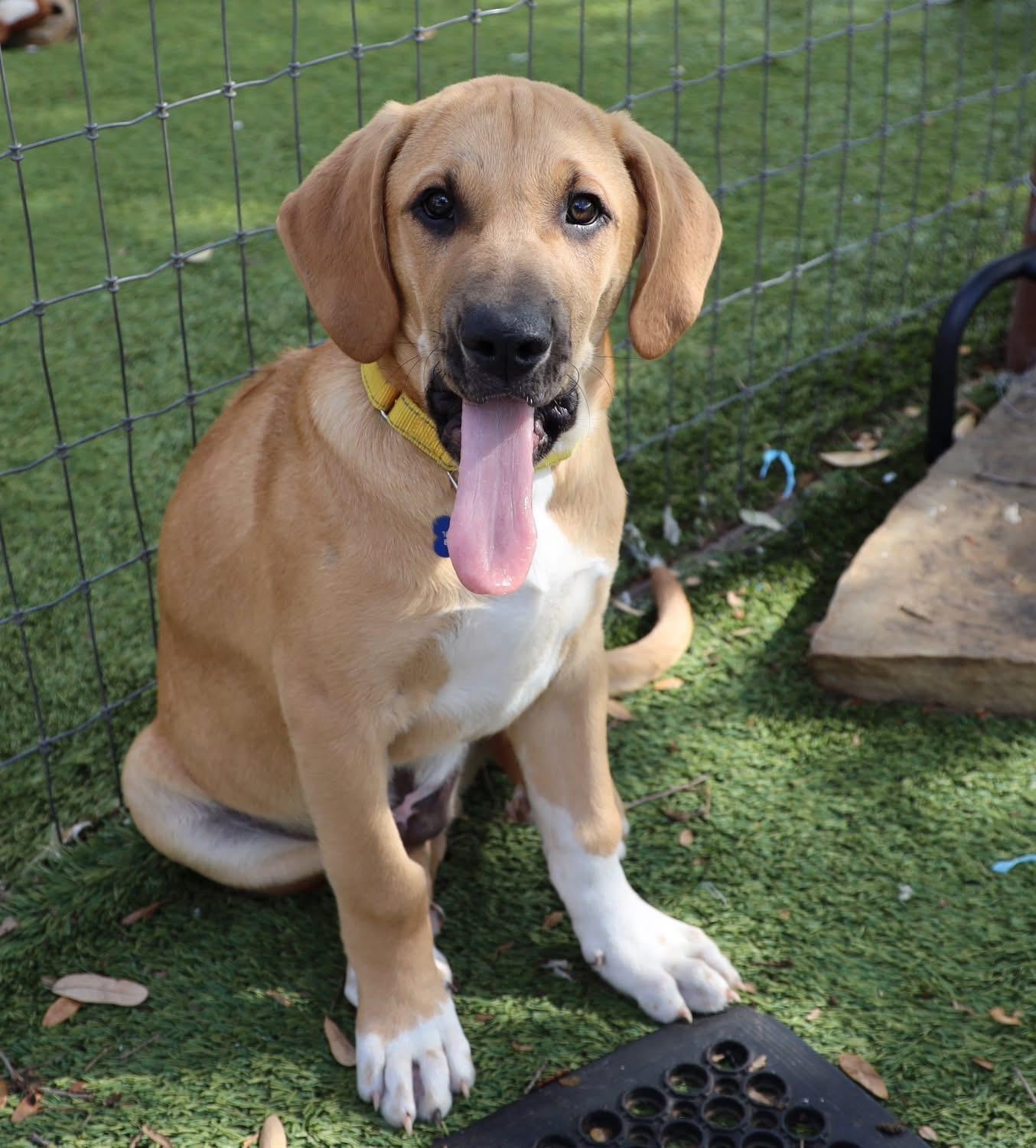 Enlarge Austin, a ADOPTABLE mixed breed in Southlake, TX image 4/6