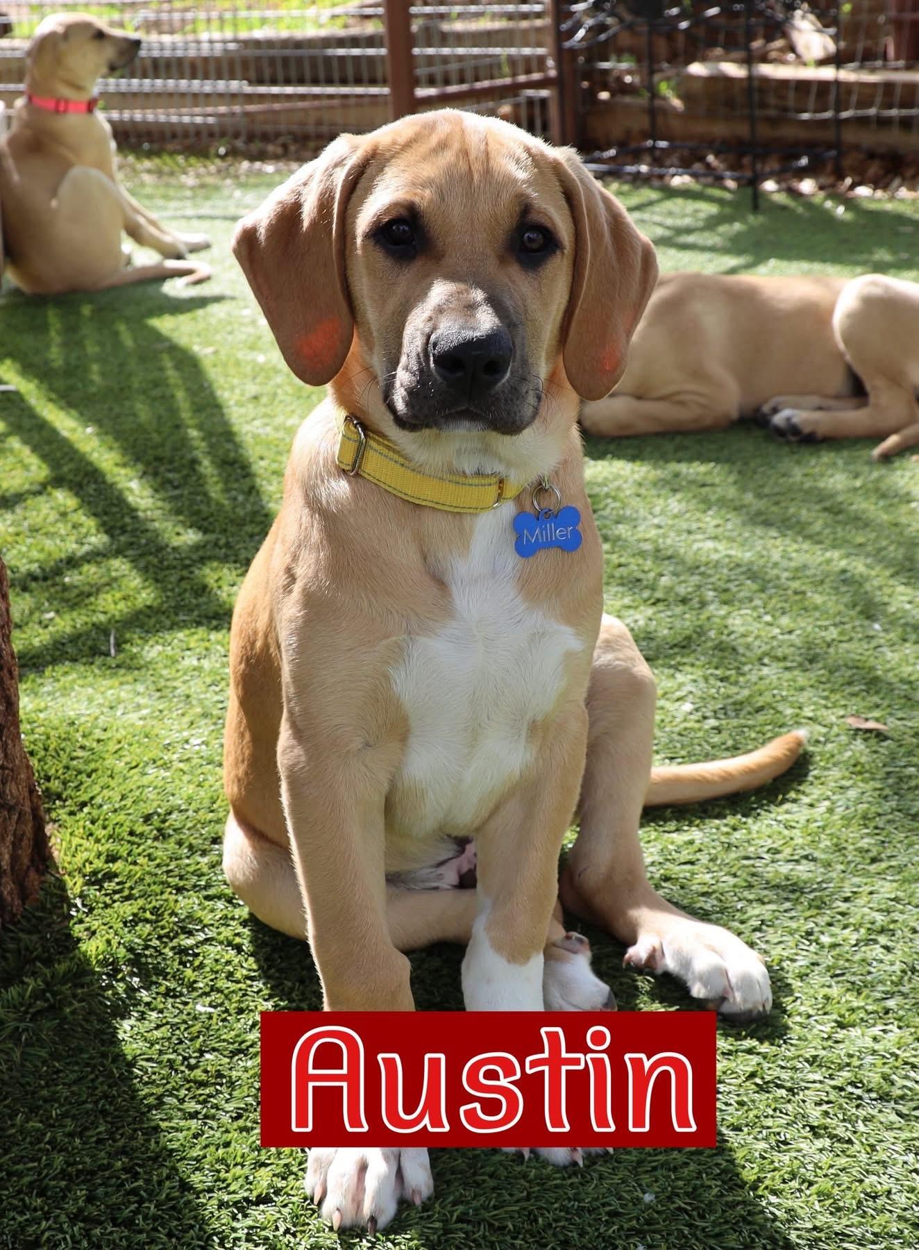Enlarge Austin, a ADOPTABLE mixed breed in Southlake, TX image 1/6
