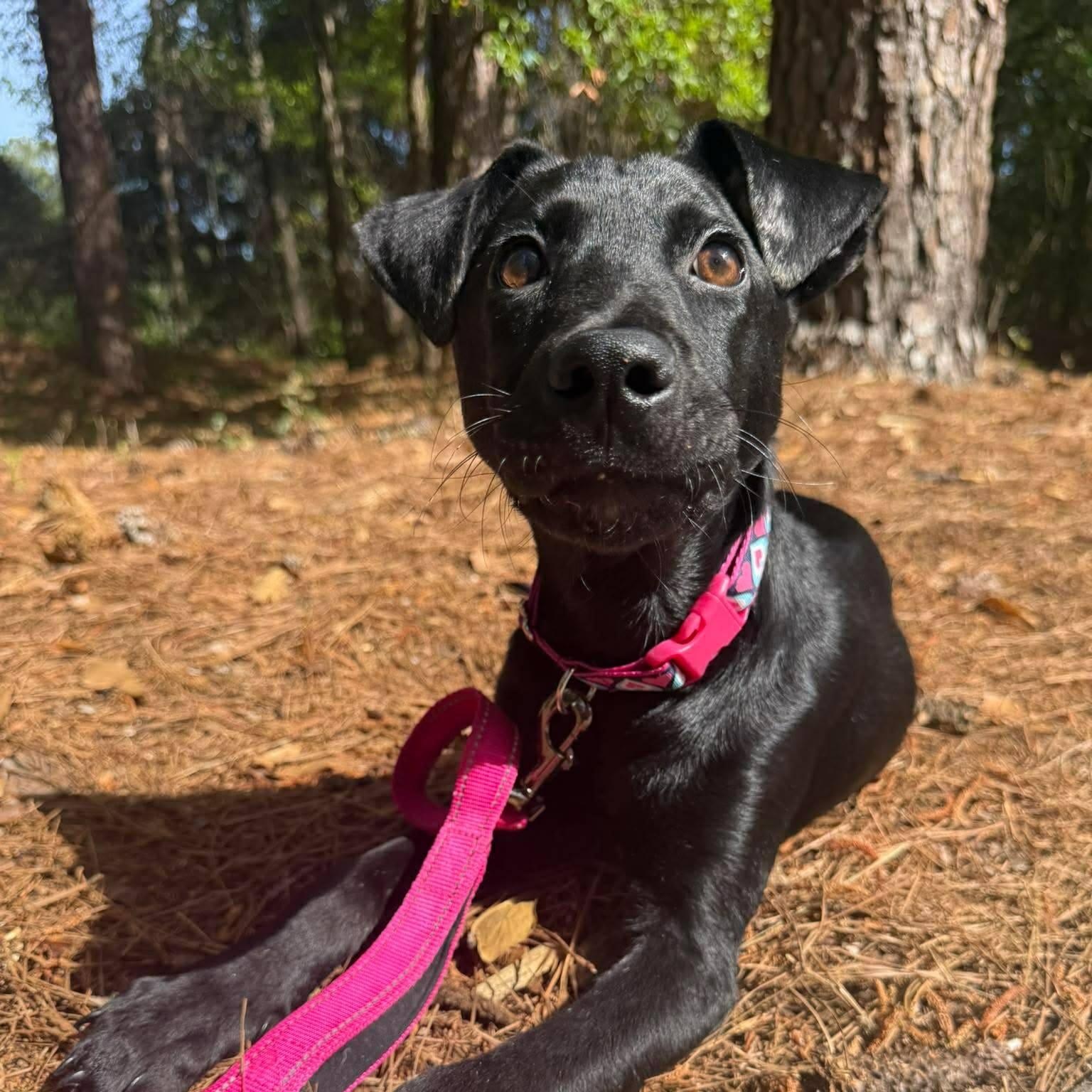 Gipsy, ADOPTABLE, Young Female Black Labrador Retriever.