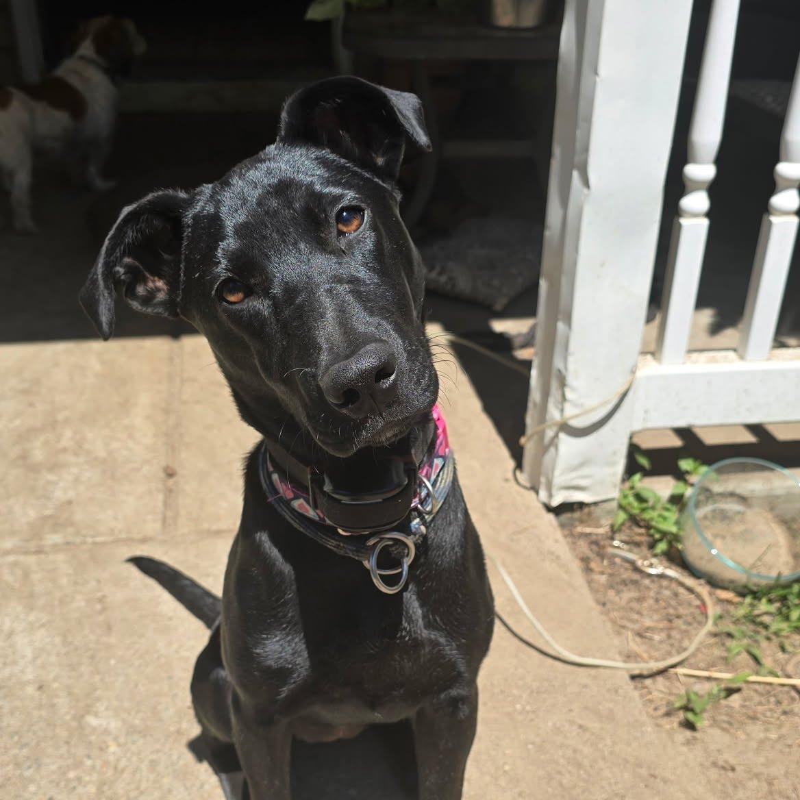 Gipsy, ADOPTABLE, Young Female Black Labrador Retriever.