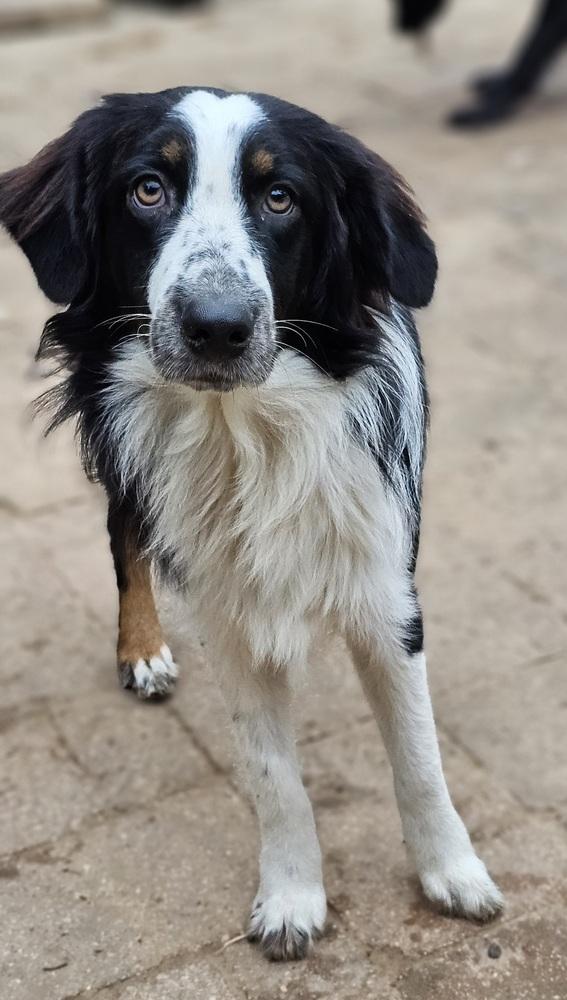 Lightning, a Adoptable Australian Shepherd in Nokomis, FL image 1/2