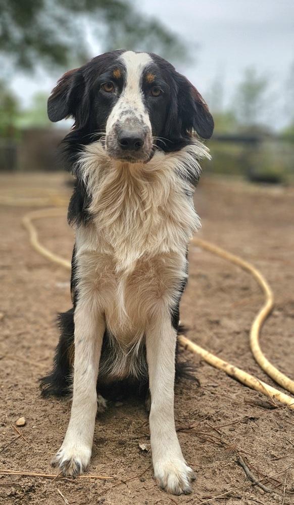 Lightning, a Adoptable Australian Shepherd in Nokomis, FL image 2/2