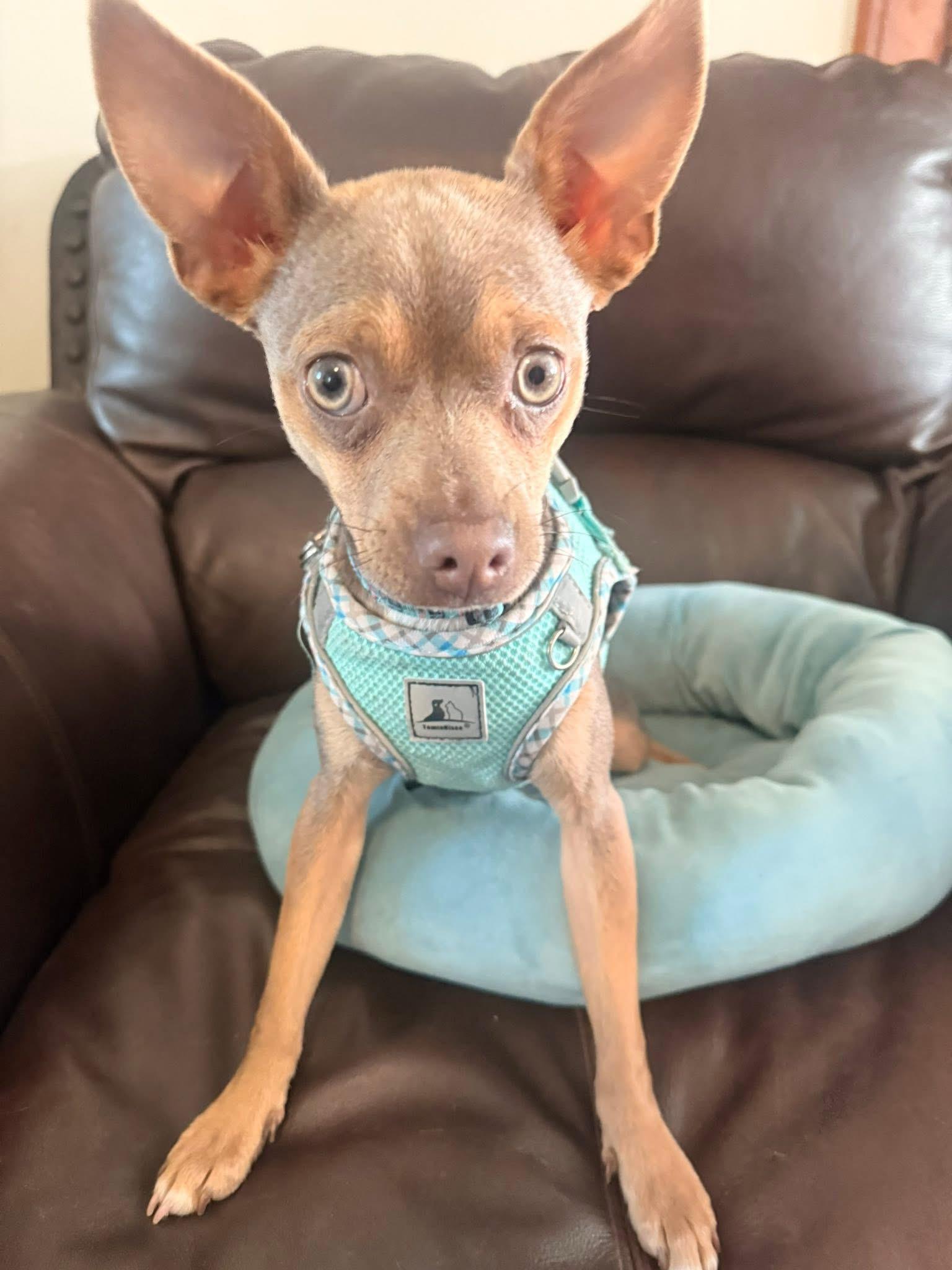 Indy, adopted, Puppy Female Chihuahua.