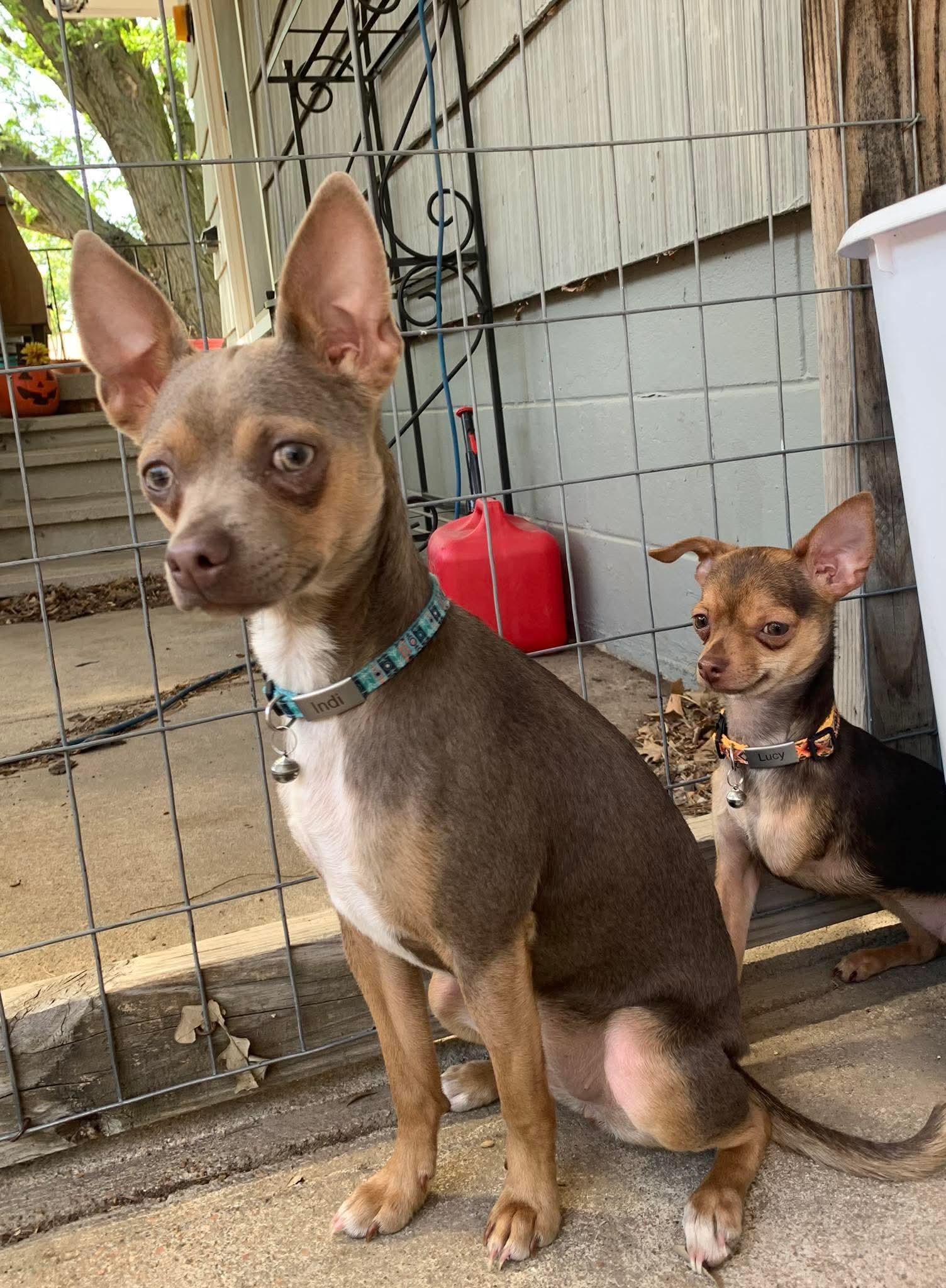 Indy, an adopted Chihuahua in Manhattan, KS image 2/4