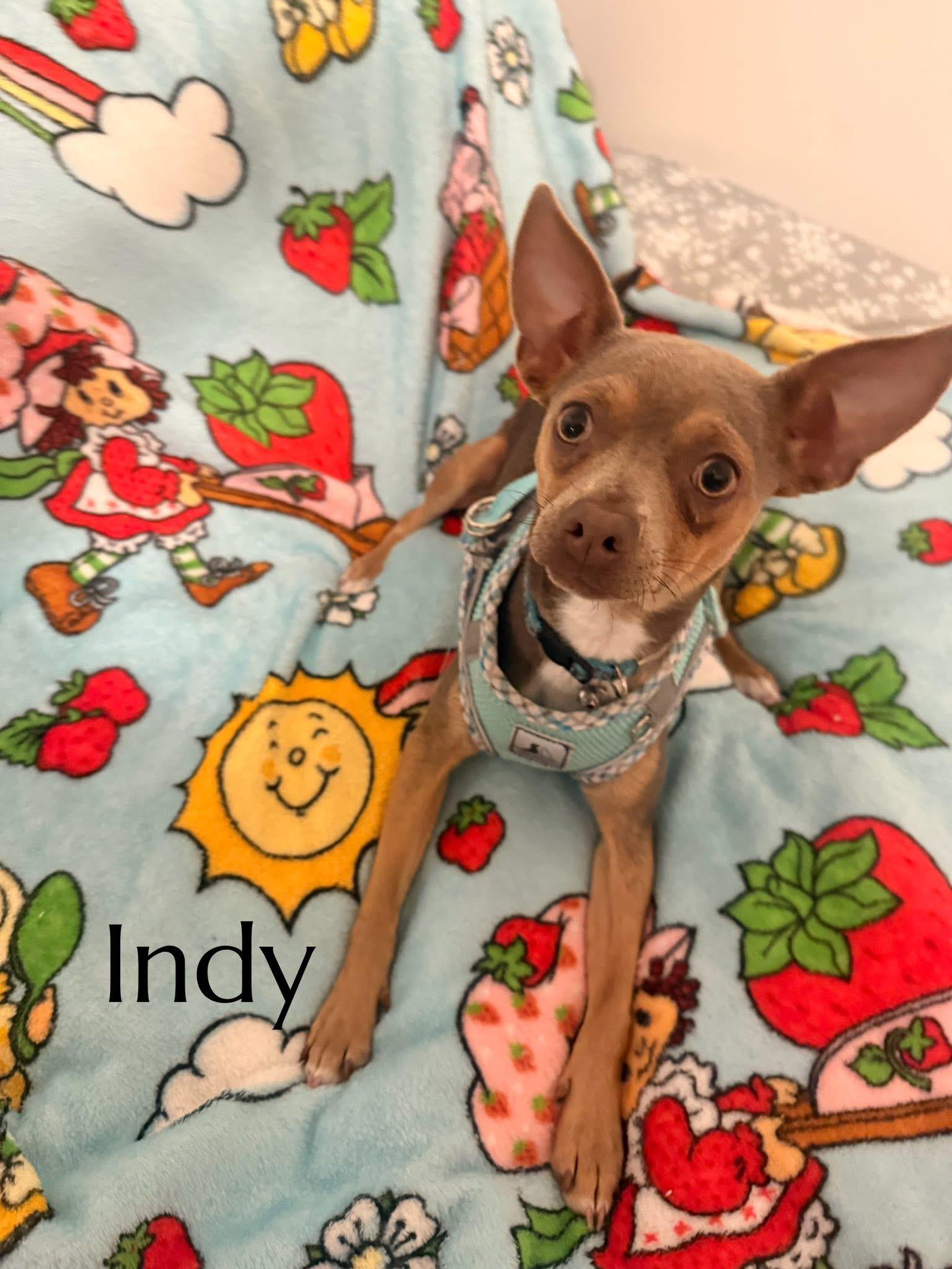 Indy, an adopted Chihuahua in Manhattan, KS image 3/4