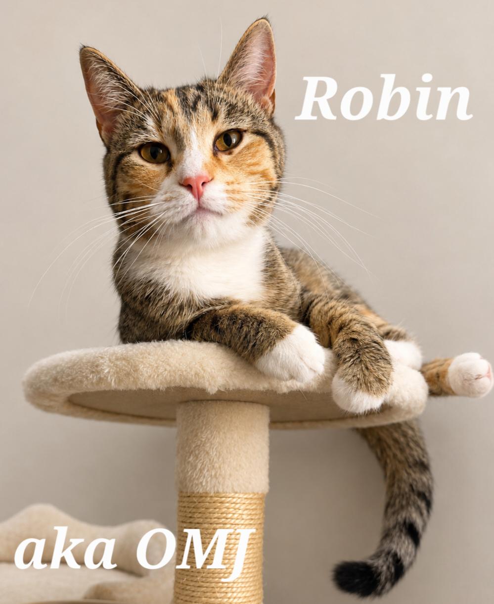 Robin aka OMJ, adopted, Young Female Tabby & Calico.
