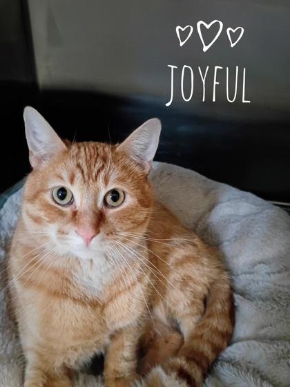 Joyful #5, Adoptable, Adult Male Domestic Short Hair & Domestic Short Hair.